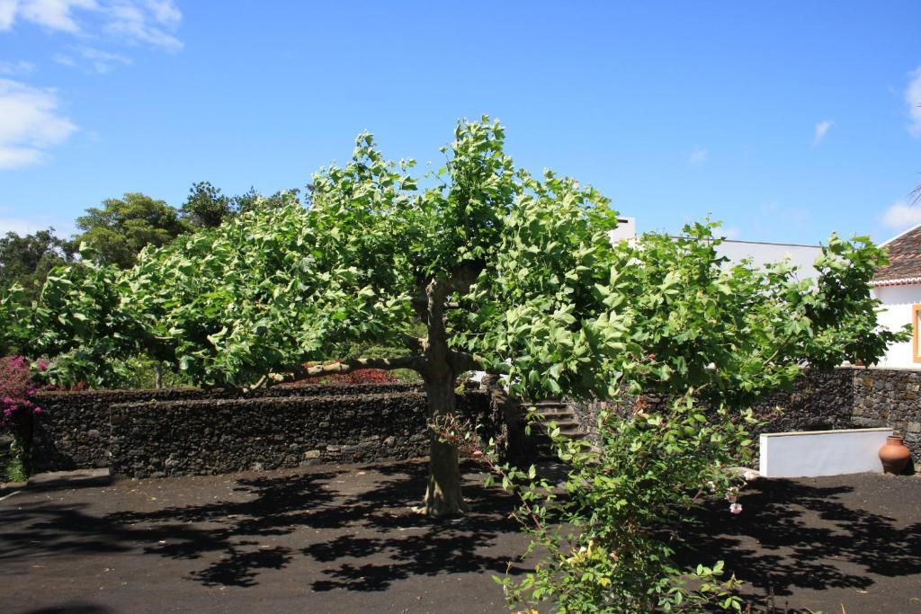 Quinta De Sao Caetano - Sao Miguel Acores Populo  Ngoại thất bức ảnh